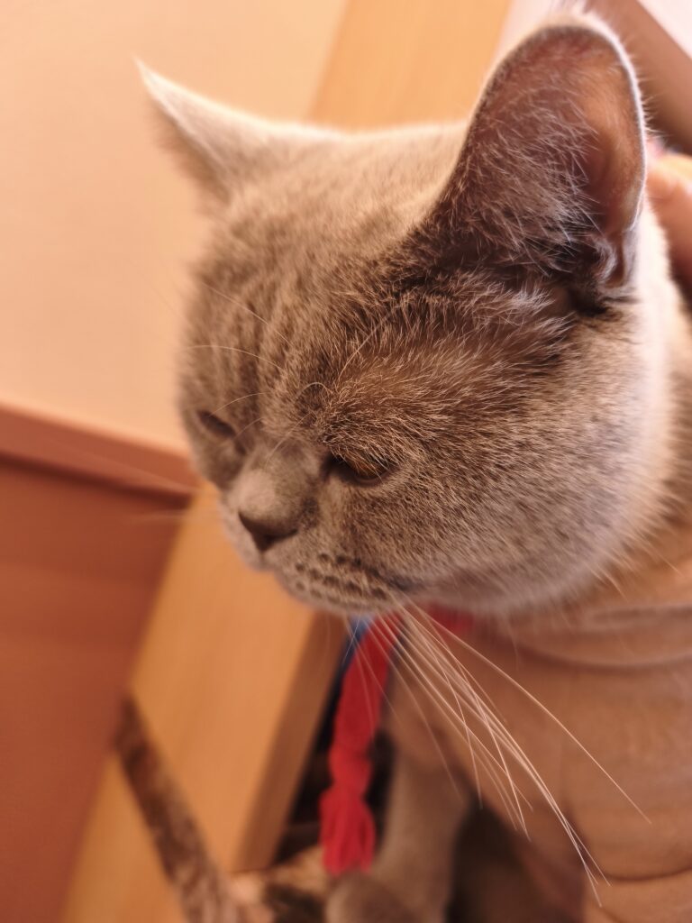 猫カフェで気づいた、家族の“心の穴”とあたたかさ。40代ママの癒し体験記